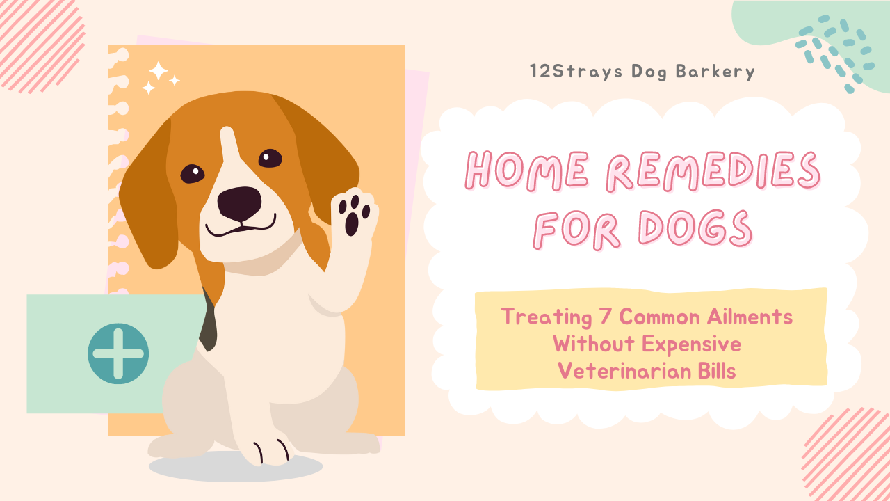 [Home remedies for dogs: Treating 7 Common Ailments Without Expensive Veterinary Bills]
